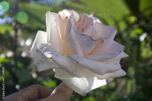 white rose in the garden