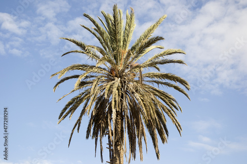 palm tree on blue sky