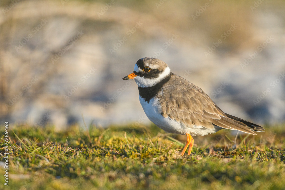 Fototapeta premium Grand Gravelot, Pluvier grand-gravelot (Charadrius hiaticula, Common Ringed Plover)