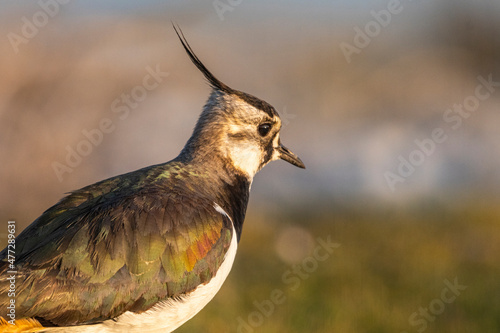 Vanneau huppé (Vanellus vanellus - Northern Lapwing) photo