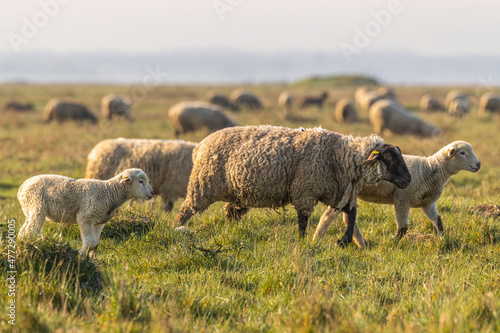 Les moutons d estran dans la brume en baie de Somme