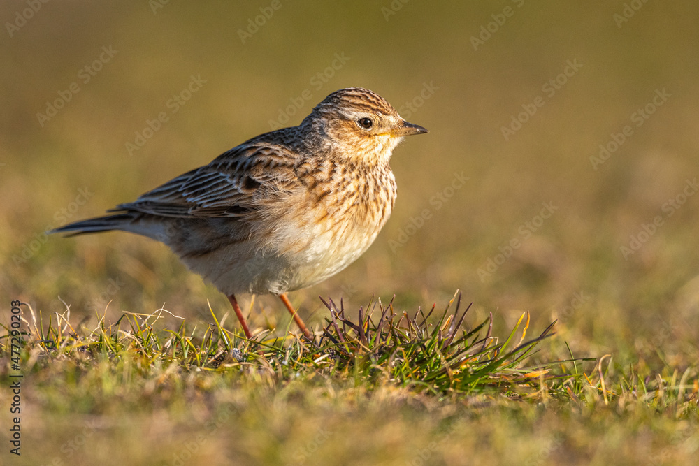 Pipit farlouse (Anthus pratensis - Meadow Pipit) Pipit farlouse (Anthus pratensis - Meadow Pipit)