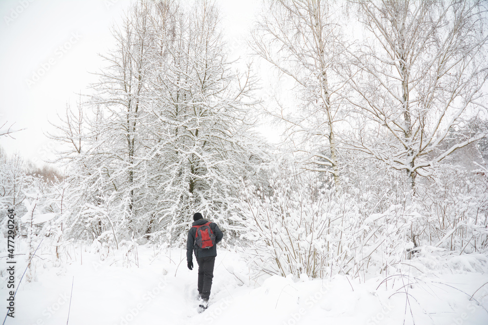 A man is walking through a winter snowy forest, white trees covered with snow after a big snowfall.