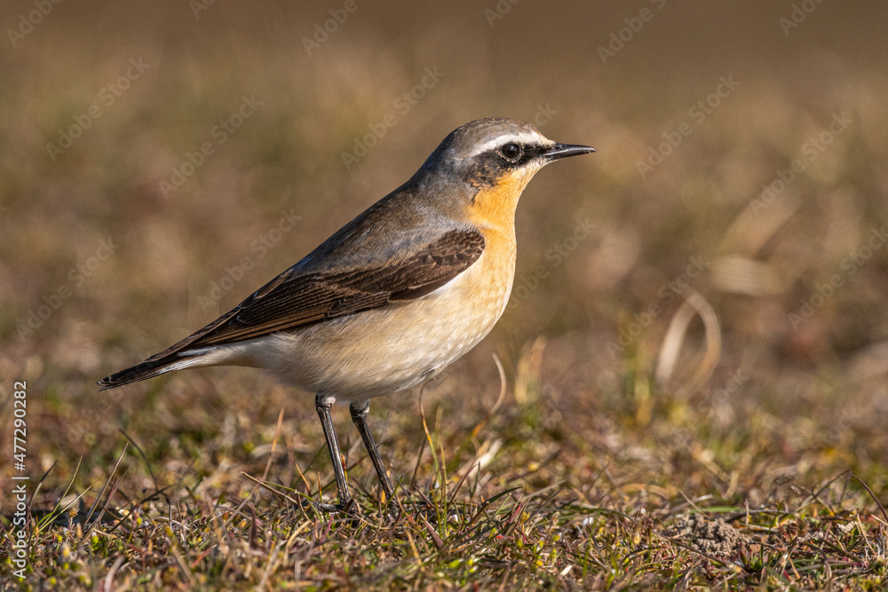 Fototapeta premium Traquet motteux (Oenanthe oenanthe - Northern Wheatear)