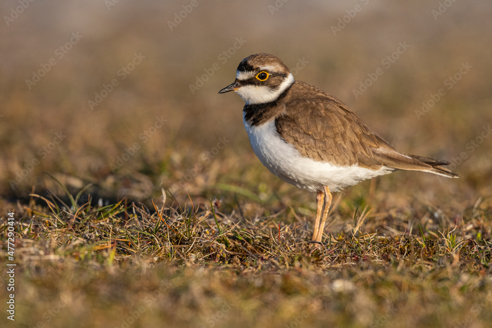 Petit Gravelot (Pluvier petit-gravelot, Charadrius dubius, Little Ringed Plover) Petit Gravelot (Pluvier petit-gravelot, Charadrius dubius, Little Ringed Plover)