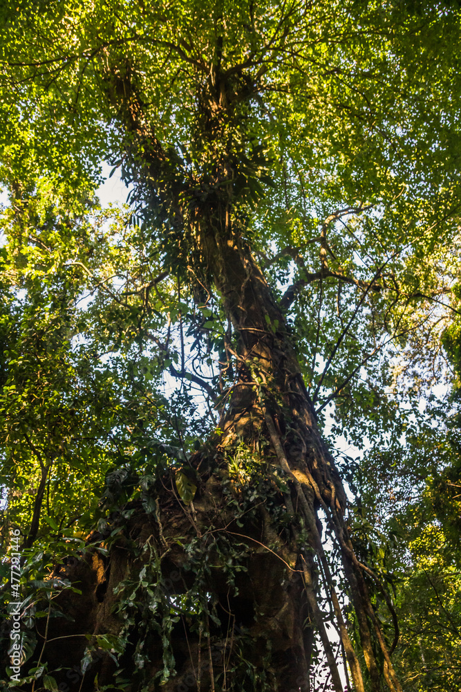Fototapeta premium Ancient tree in rain forest in Ilhabela, São Paulo, Brazil