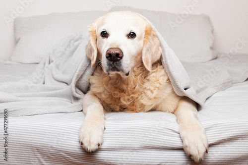 Golden retriever dog on bed.