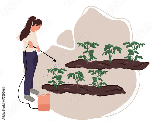 A woman gardener or farmer sprays tomato seedlings with herbicide after planting in the ground. Treatment and protection of seedlings from insects and pests. Flat vector