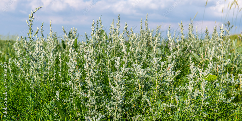 Armoise maritime (Artemisia maritima) ou absinthe de mer Armoise maritime (Artemisia maritima) ou absinthe de mer
