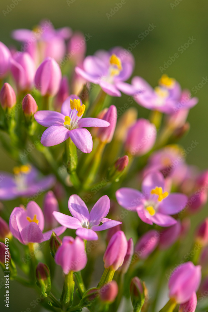 Petite-centaurée commune ou Petite-centaurée rouge, Érythrée (Centaurium erythraea Petite-centaurée commune ou Petite-centaurée rouge, Érythrée (Centaurium erythraea