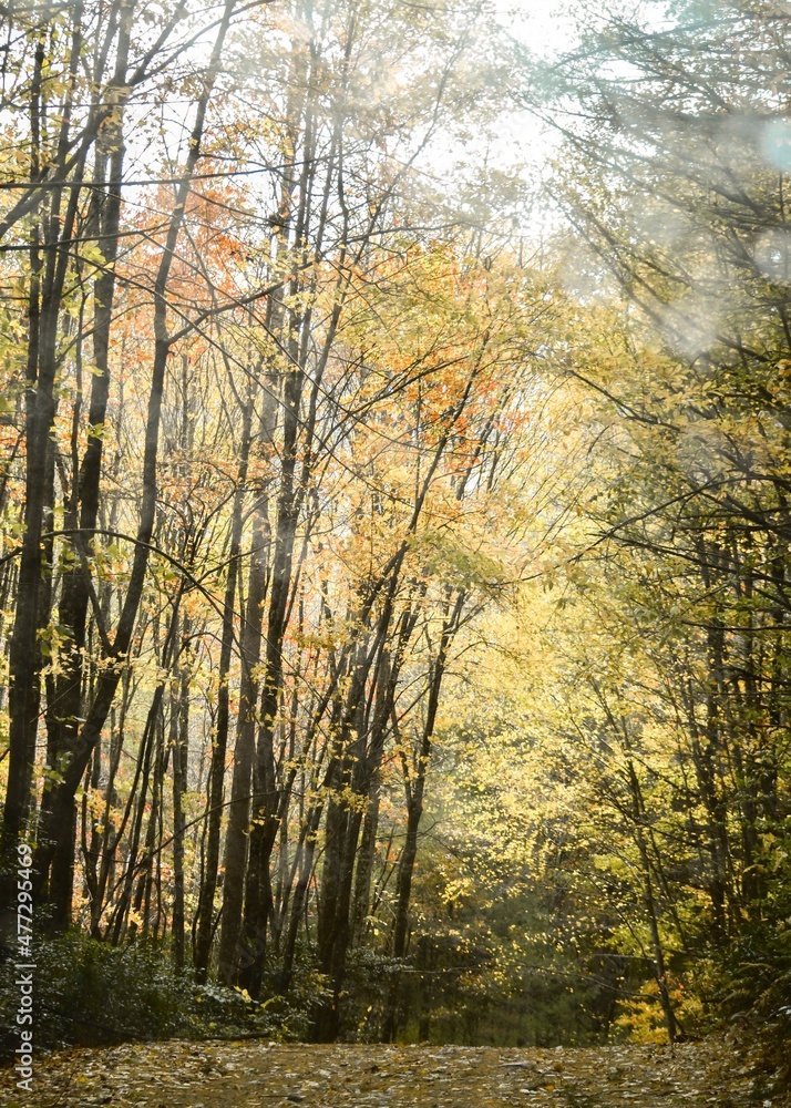 Sunny autumn morning road in the mountains