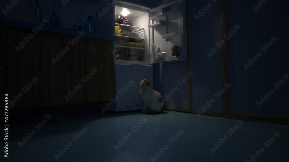 cat at night looking into fridge, hungry cat at an open fridge stealing food, funny domestic pet