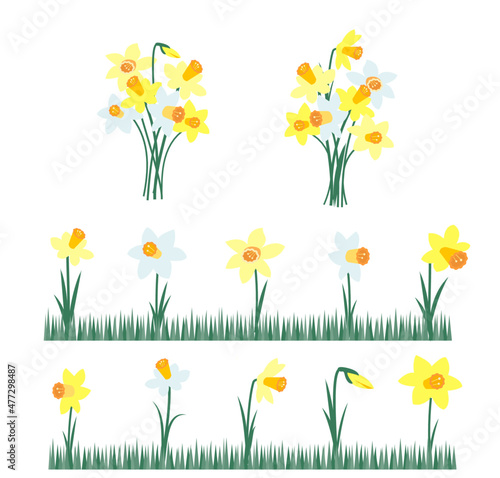Yellow and white narcissus. Spring flowers set. Bouquet of daffodils. Vector