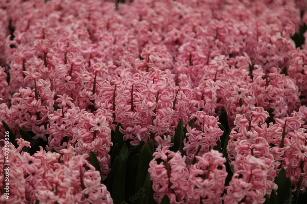 pink sweet flowers pink sweet flowers