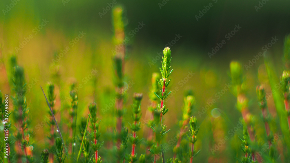 Macro de petites plantes sauvages, photographiées à pleine ouverture (f1.4), créant ainsi un bokeh très esthétique