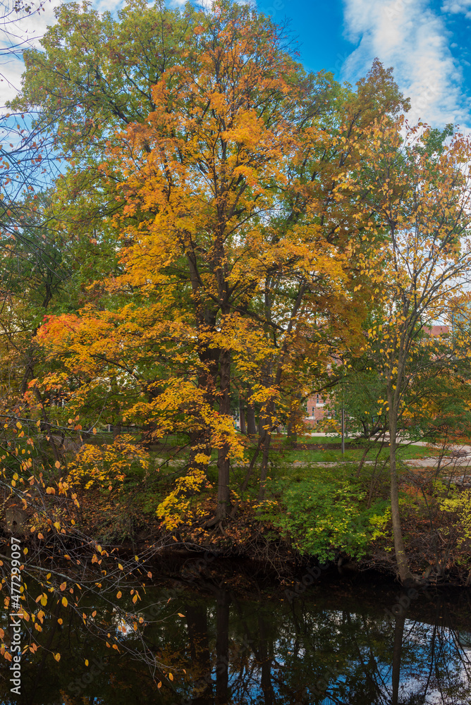 Fall colors on the Red Cedar river in East Lansing Fall colors on the Red Cedar river in East Lansing