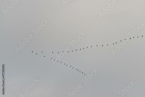 Klucz dzikich gęsi lecących wysoko na pochmurnym niebie. photo