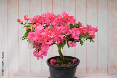 Blooming bougainvillea Bouquet on tree.Bougainvillea flowers as a background.Floral background.