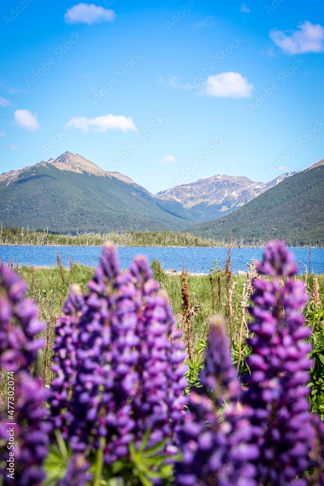 Summer season in Lago Escondido and full of flowers Lupines in Tierra del Fuego, Patagonia 