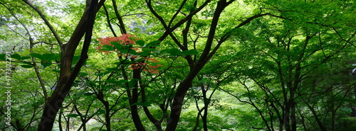 beautiful leaves and branches