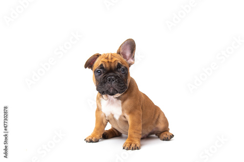 cute funny ginger french bulldog puppy sitting isolated on white background looking at the camera with place for text and copy space. funny animals concept photo