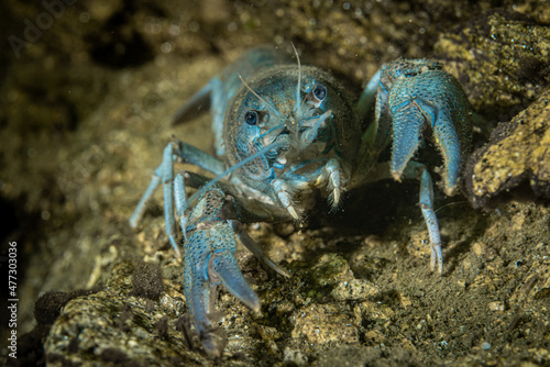 Freshwater crab on the rock © Marta Smaga