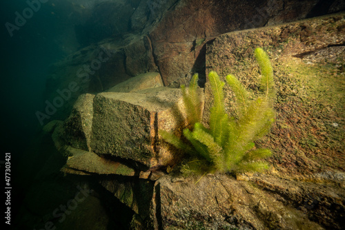 Underwater plant growing on a wall in a quarry