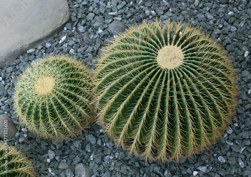 Round cacti are planted as decorations in the park.