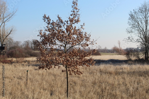 Podobny obraz