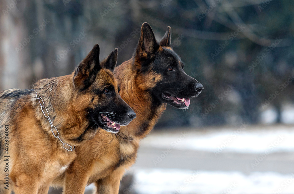 shepherd dogs on a winter walk shepherd dogs on a winter walk