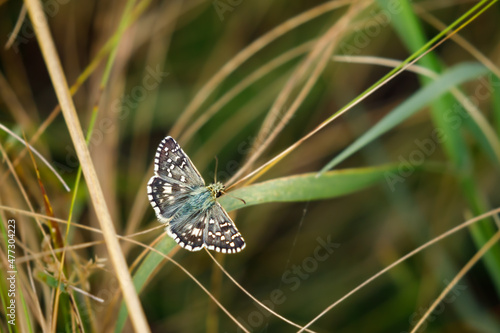 A common checkered skipper butterfly on a meadow photo