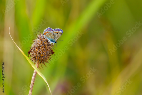 A silver studded blue Butterfly on a meadow photo