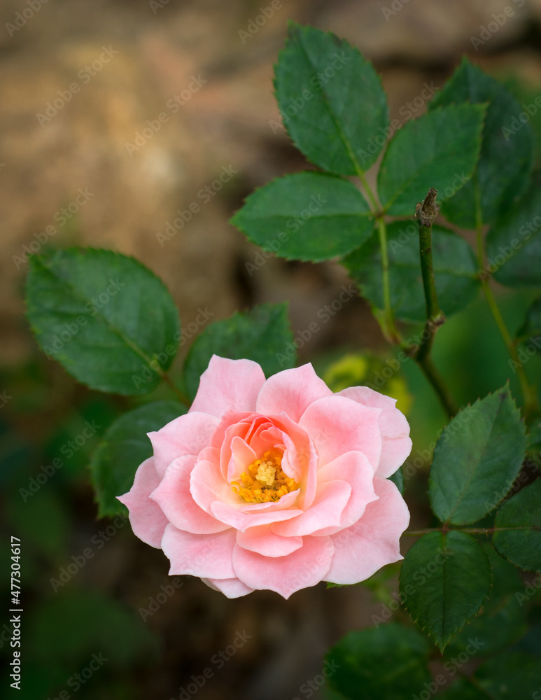 pink and white rose in the garden, flower background, wallpaper, closeup view taken in shallow depth of field