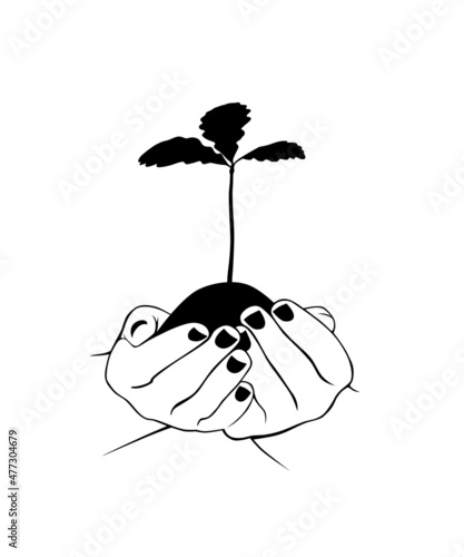 A tree sapling in the palms. An oak sapling in your hands