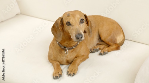 A cute dachshund is lying on the couch at home. Pet.