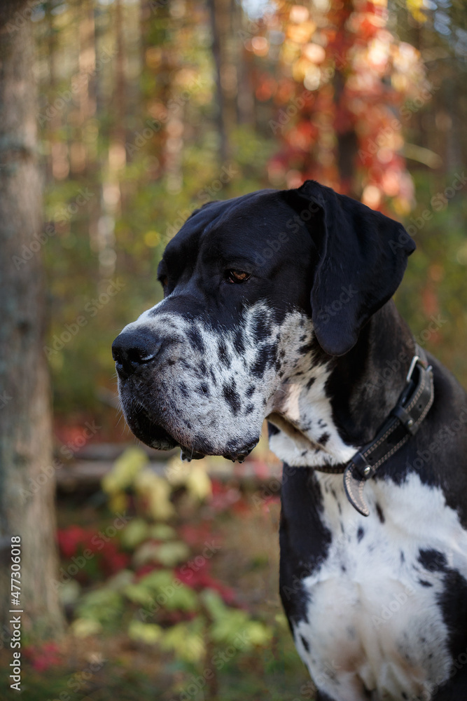 Harlequin (black and white) Great Dane (Deutsche Dogge). Portrait (close-up) against an autumn background.