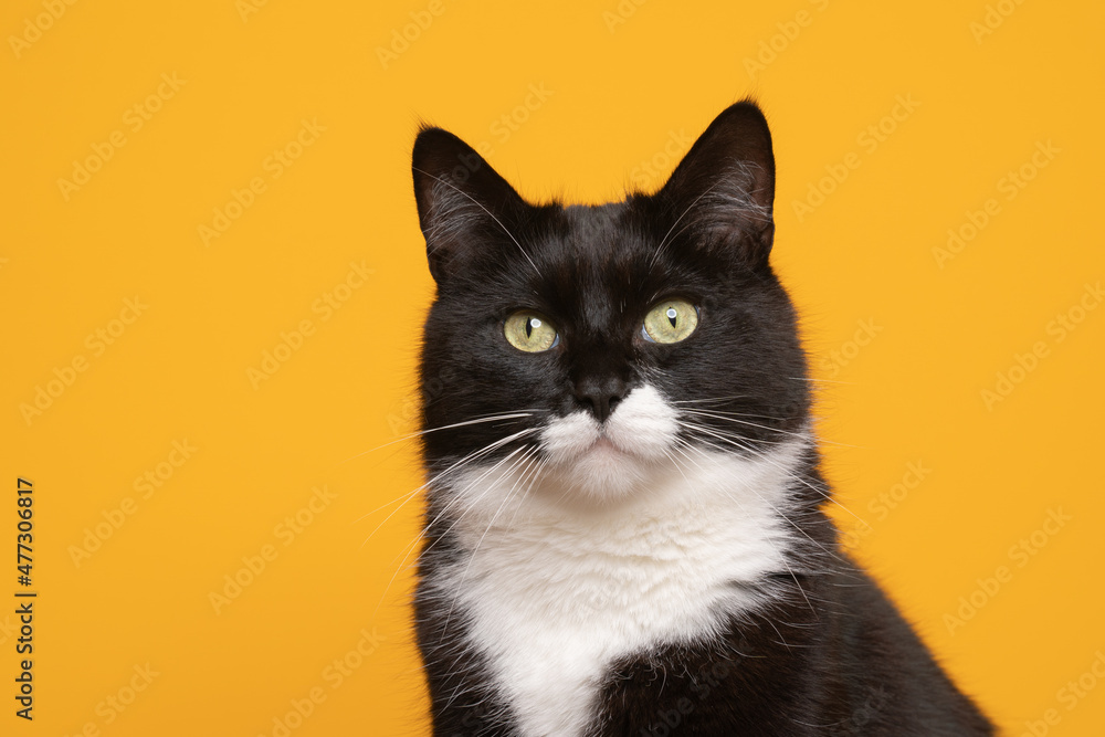 close-up head portrait of a fluffy black and white cat on yellwo background with copy space