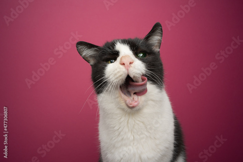 hungry handicapped black and white rescued cat blind in one eye and toothless licking lips looking at camera on pink background with copy space