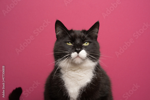 fluffy black and white cat looking at camera portrait on pink background with copy space