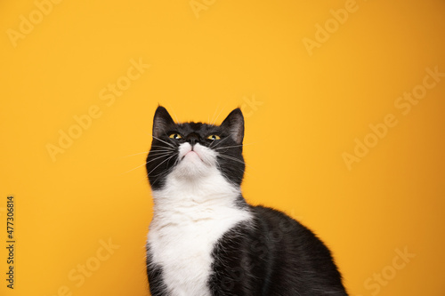 black and white cat curious looking up on yellow background with copy space Fotobehang