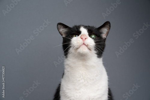 curious handicapped cat portrait. black and white rescued kitty blind in one eye looking at camera on gray background with copy space