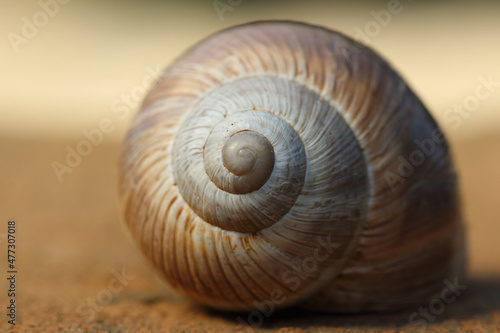 An empty snail shell