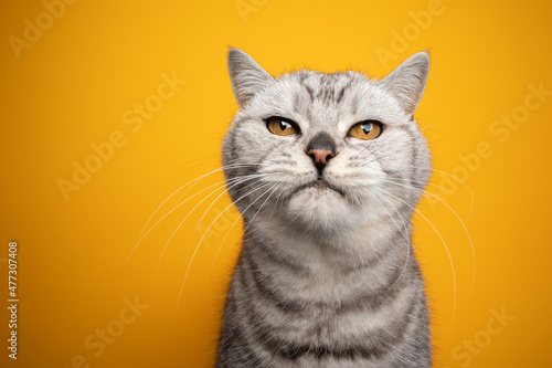 silver tabby british shorthair cat looking at camera studio portrait on yellow background with copy space