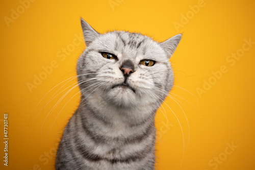 silver tabby british shorthair cat making funny face looking displeased or irritated studio shot on yellow background © FurryFritz