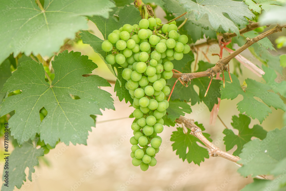 Green background of green  grapes with leaves.	
