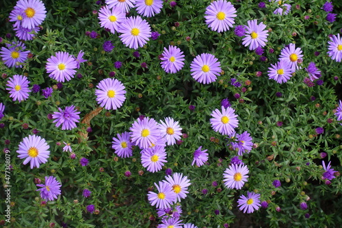 September flowers - violet Michaelmas daisies in bloom
