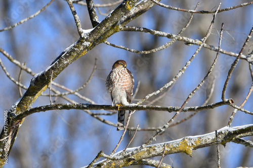 Sharp shinned hawk perched in a tree hunting