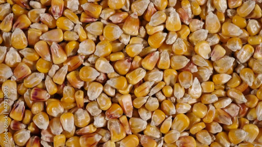 Close-Up Raw Corn Seeds. Macro View Yellow Grains Kernels Maize Background Food Organic Closeup. Dried Corn Grains Texture Background Close Up. GMO Corn Kernels Maize Macro Shot. Organic Healthy Foo Close-Up Raw Corn Seeds. Macro View Yellow Grains Kernels Maize Background Food Organic Closeup. Dried Corn Grains Texture Background Close Up. GMO Corn Kernels Maize Macro Shot. Organic Healthy Foo