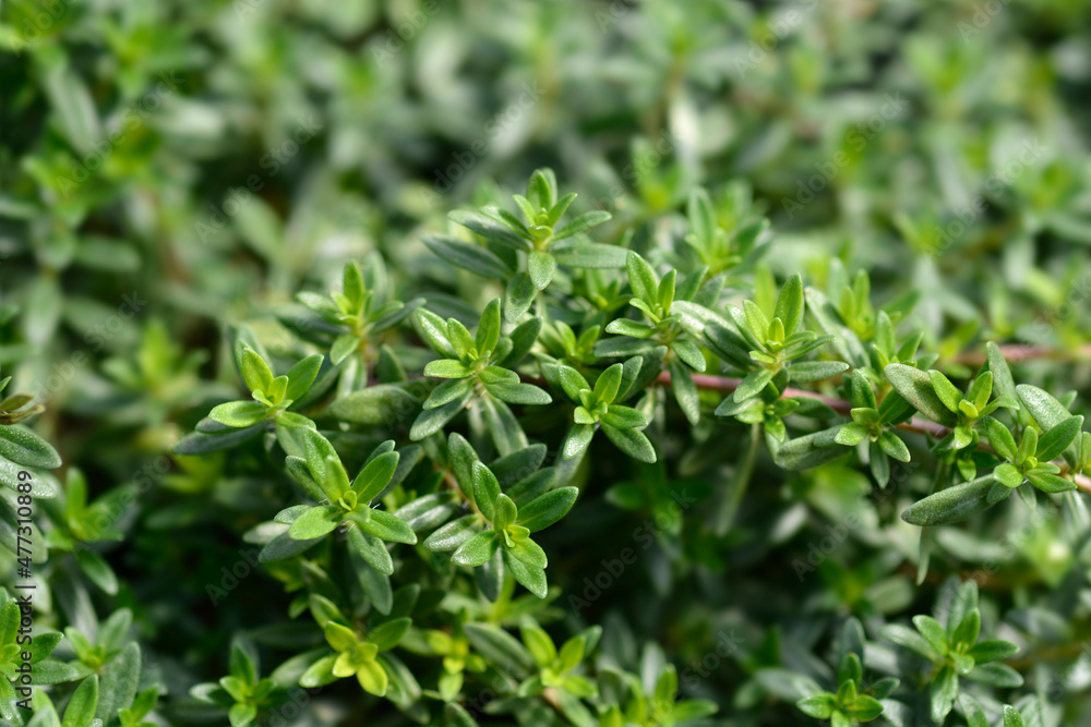 Summer savory Summer savory