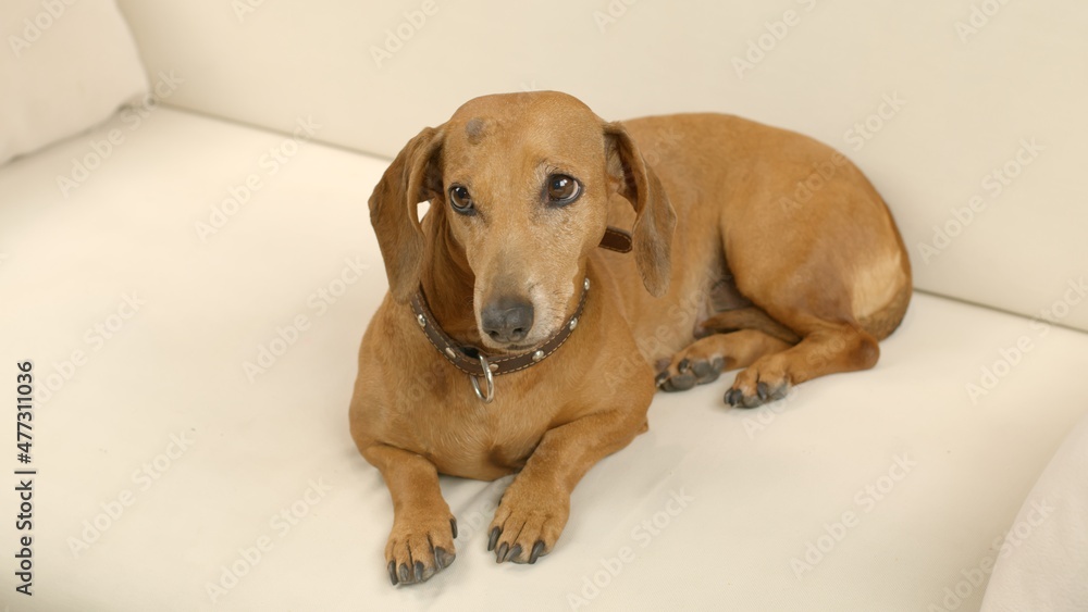 A cute dachshund is lying on the couch at home. Pet. A cute dachshund is lying on the couch at home. Pet.